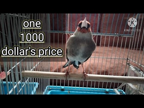 Gold Finch Price One 1000 Dollars / Sehra Sound / الحسون سهر