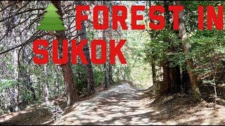 preview picture of video 'Лес в Сукоке | Forest in Sukok'