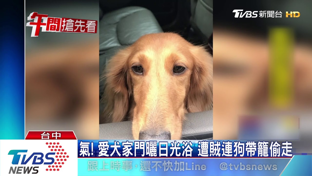 氣！愛犬家門曬日光浴　遭賊連狗帶籠偷走