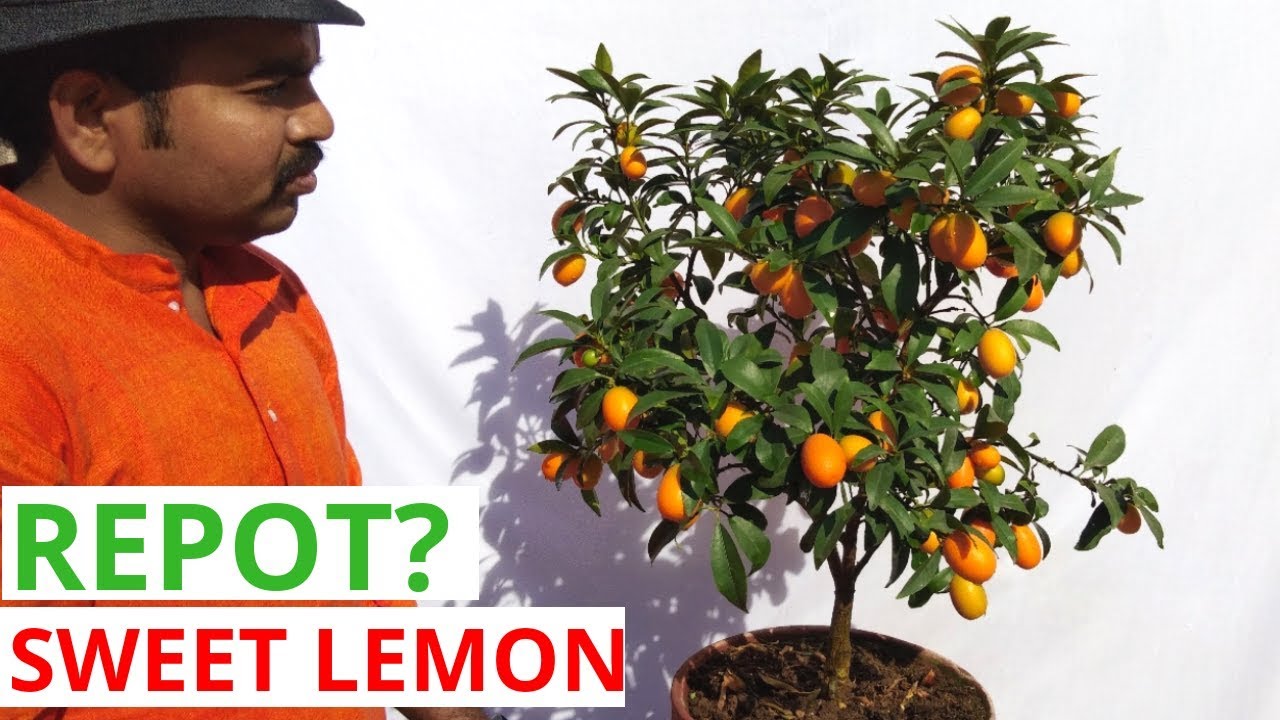 How to repot any fruiting plant#sweetlemon