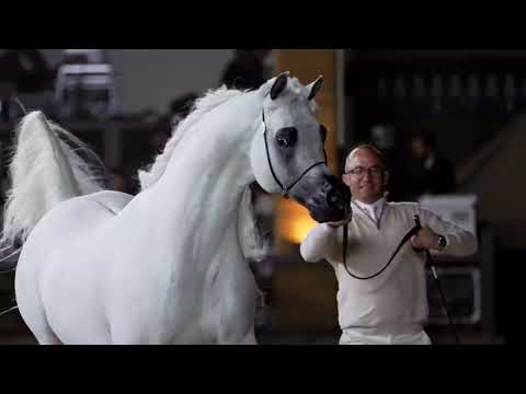 ALEXXANDERR Gold Champion Senior Stallion GCAT Doha