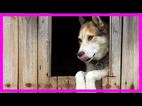 Der Pawlowsche Hund und die klassische Konditionierung