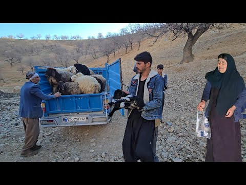 The family's great help to Tayyiba. Selling sheep and delivering money 💰 to Ghadir.