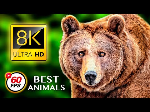 Experience the Beauty of Wildlife in Stunning 8K Ultra HD