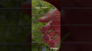 Download lagu Story wa petikan gitar buat pagi hari bagus mp3