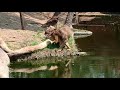 Huge Lion slips on rock .....watch this video