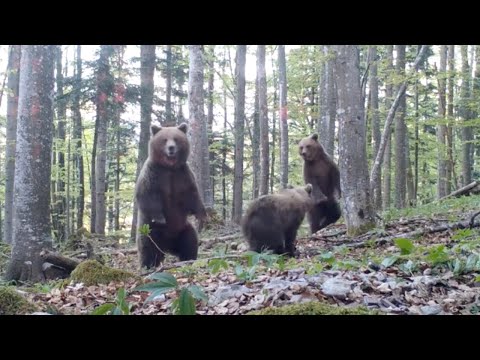 download lagu mp3 mp4 Black Bear Burritos Catering, download lagu Black Bear Burritos Catering gratis, unduh video klip Black Bear Burritos Catering