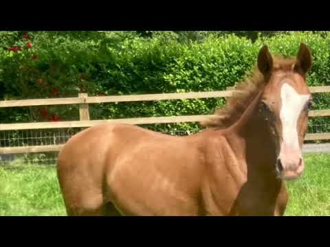 Volturi: COLORIT Z x MENKO VD WELLINGTON