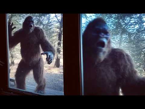 Crystal Clear BIGFOOT Footage Leaves Wildlife Experts SPEECHLESS – Watch Before It’s Removed!
