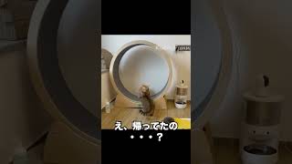 犬と赤ちゃん。2人がソファに揃って何も起こらないハズが無く... #cat #アニマル #dog #baby