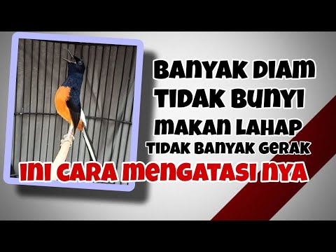 The quick and right way to deal with a magpie robin at home that is just quiet, doesn't move much...