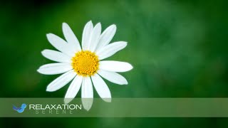 Relaxing Music Takes Anxiety