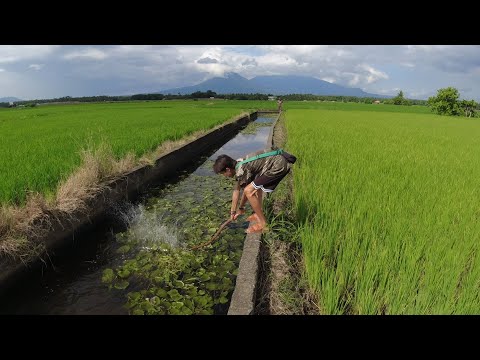 SE03EP122 Part 2 - PANG BUBULABOG sa IRIGASYON | SAMPIT sa PANTE ( Catch & Cook ) San Pablo City