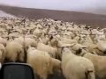 Yakety Yaks In Tibet