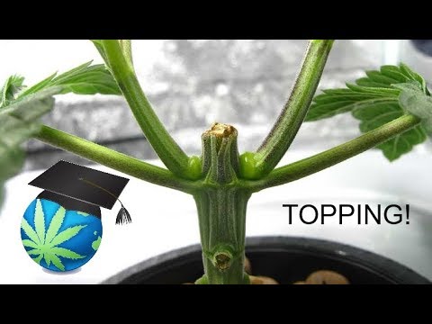 How To Top or FIM A Cannabis Plant - Topping Guide
