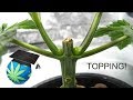 How To Top Or FIM A Cannabis Plant Topping Guide