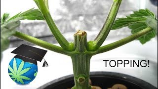 How To Top or FIM A Cannabis Plant - Topping Guide