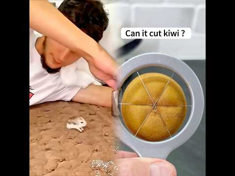 bichinhos que se deram mal com objetos 🥲🤕