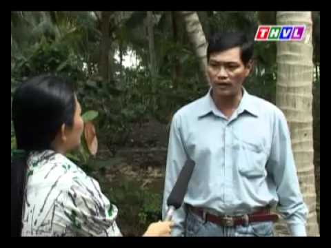 Ông Nguyễn Văn Nhâm Với Vườn Dừa Xen Ca Cao Đạt Hiệu Quả