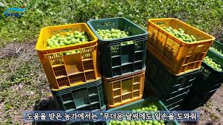 광양경자청, 농번기 맞아 매실농가 일손돕기 나서
