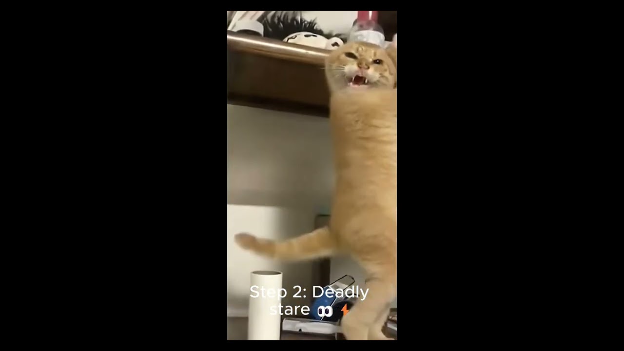 Angry Cat Dance Battle