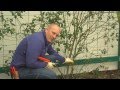 How To Prune Your Climbing Rose