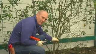 How To Prune Your Climbing Rose