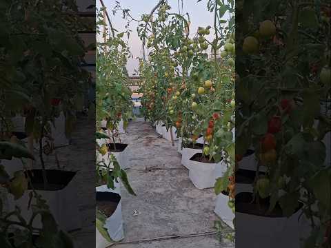 Hydroponic Tomato Farming l #19 #Hydroponic #Tomato #Farming #B&B AGRICULTURE