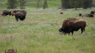 BREAK THIS NEWS : Who Will Get Yellowstone Bison?