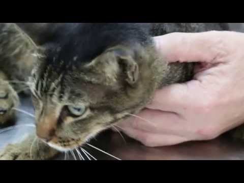 A stray cat lost her voice for 4 days
