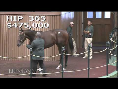 2015 September Yearling Sale - Hip 365 (Medaglia d'Oro - Kid Kate)