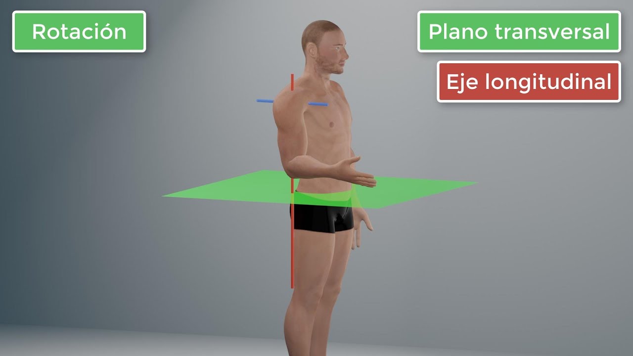 Articulación del Hombro (primero)