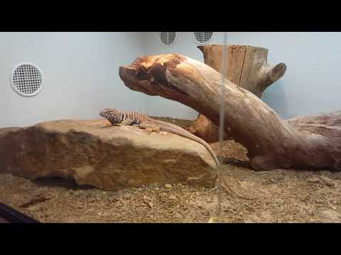 download lagu mp3 mp4 Crotaphytus, download lagu Crotaphytus gratis, unduh video klip Crotaphytus