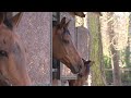 Stal Van Eijk laat paarden inenten tegen Rhinovirus
