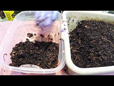 1 Year Vermi- anniversary