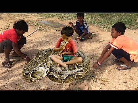 ✔️🍲🐓Wow! Brave Children Catch Big Snake With Bare Hand - How to Catch Big Snake in Cambodia👈
