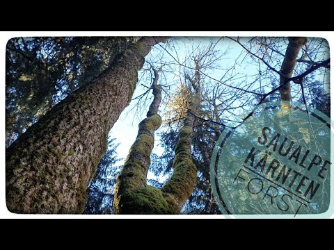 🌳Eschen-Fällung Teil 1 (Eschentriebsterben) entlang der Forststraßen!