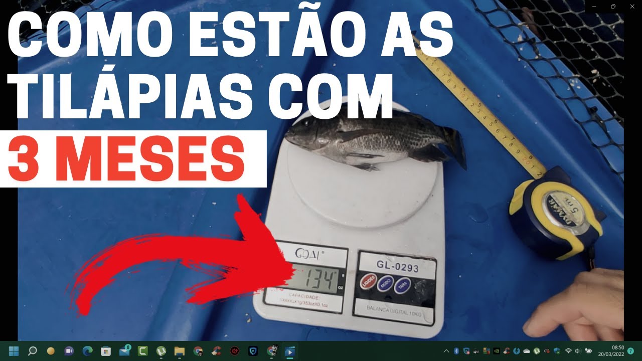 Tamanho das tilápias com 3 meses (Criação de peixes em caixa d'agua)