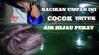 Download lagu The Most Effective Catfish Bait for Green Water/Cement Ponds mp3