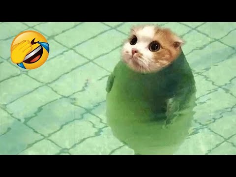 New Funniest Cats and Dogs Clips 2026😹🐶Try Not To Laugh😂 Part 8