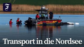 Entscheidende Phase für Wal vor Poel beginnt