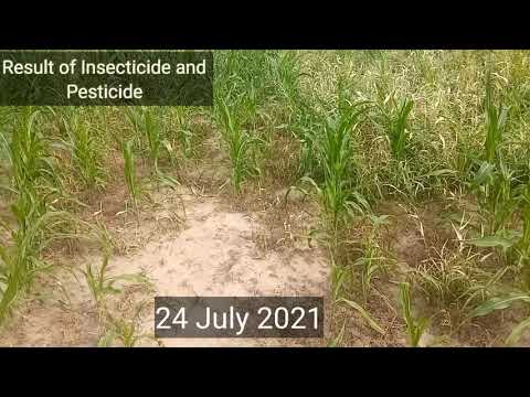 Cultivation of hybrid Maize || Sowing to  harvesting || Full detailed video || maize cultivation