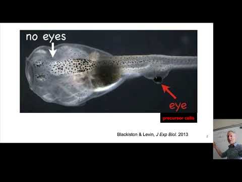 YouTube video
