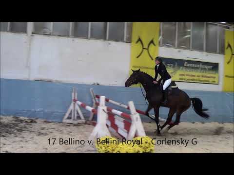 17 Bellino v  Bellini Royal   Corlensky G