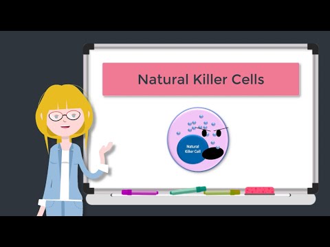 Natural Killer Cells Quizlet