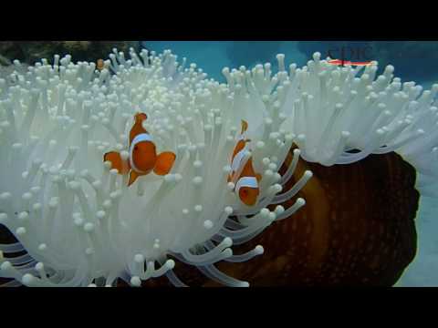 Epic Australia 2017 - Lizard Island, Great Barrier Reef