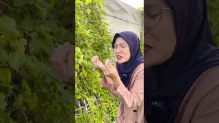 Download lagu Buah angker mp3 Download lagu Buah angker mp3