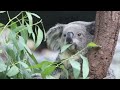 True Facts About Marsupials (Beam) - Známka: 1, váha: střední