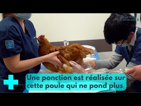 Snakes, rats, parrots, they also have their veterinarians 2/5 - Le Mag de la Santé