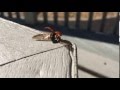 Ladybug in Flight